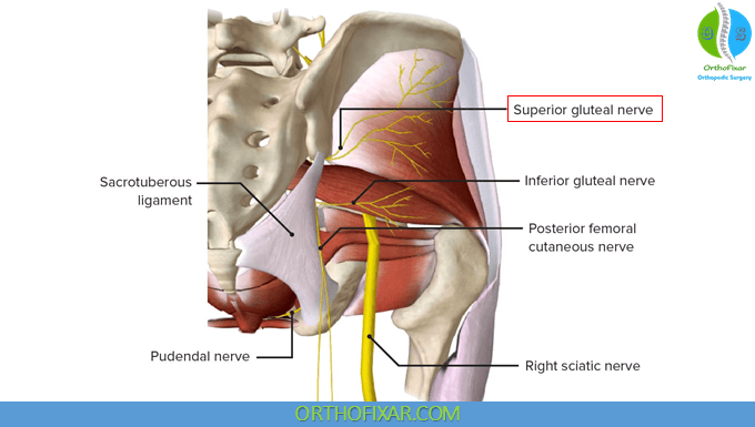 Superior Gluteal Nerve Anatomy 1 Superior Gluteal Nerve
