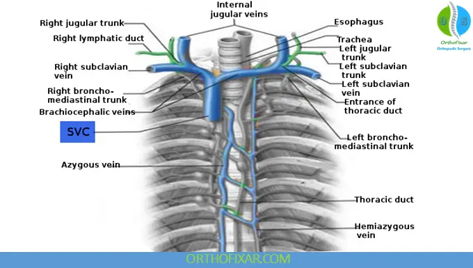 Superior Vena Cava System