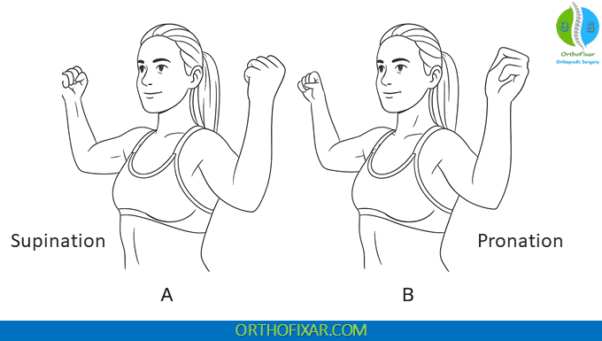 Supination Pronation Test distal biceps tendon tear