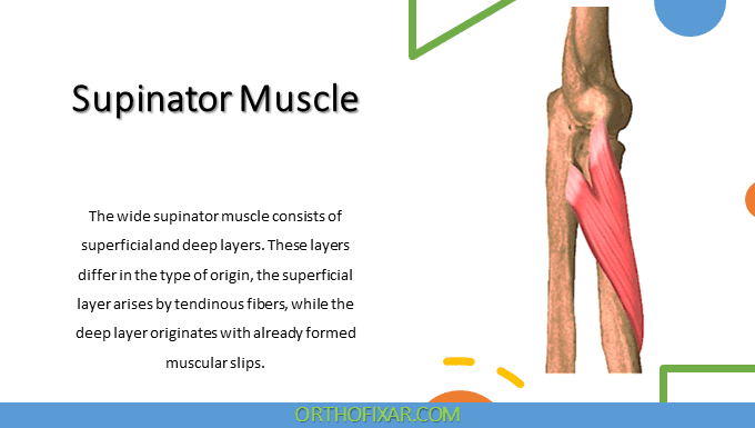 Supinator Muscle Anatomy | OrthoFixar 2025