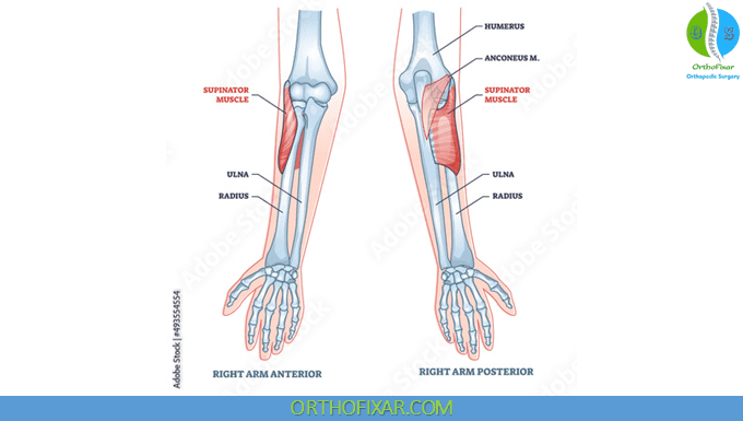 Supinator Muscle Anatomy | OrthoFixar 2025