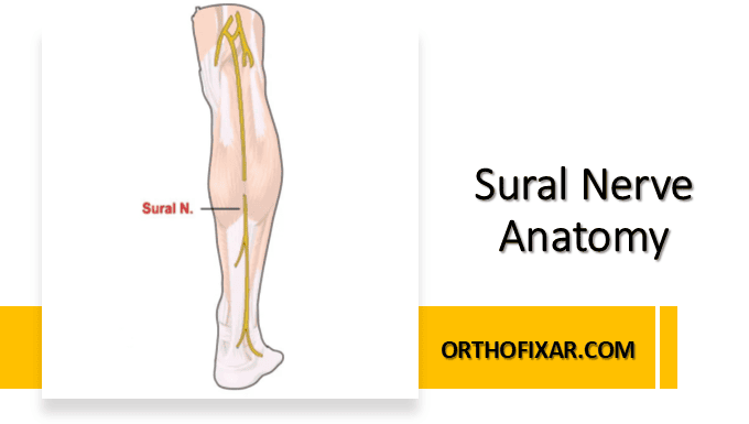 Sural Nerve Anatomy OrthoFixar