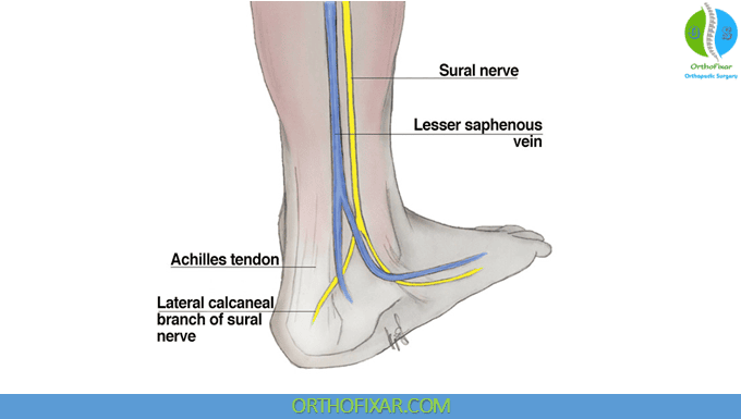 Sural Nerve ankle