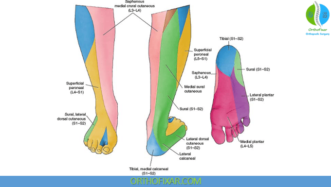 Sural Nerve sensory distribution