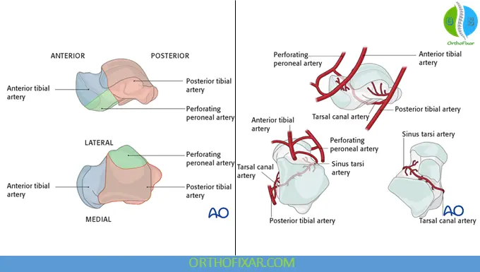 Talar bone anatomy