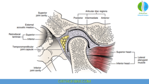 Tmj Relations Temporomandibular Joint (TMJ) Anatomy: Structure & Function