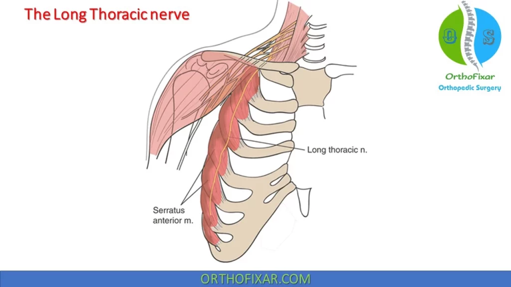 The Long Thoracic nerve