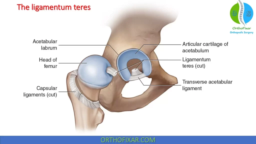 The ligamentum teres