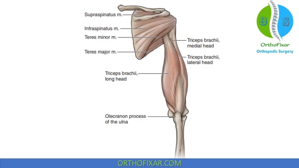 The triceps muscle