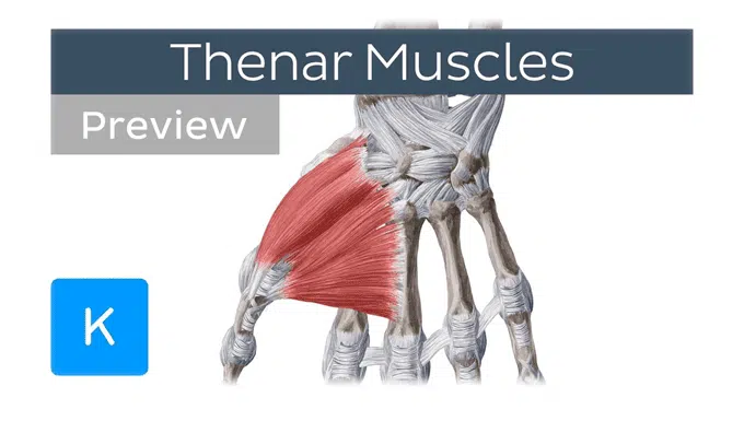 Thenar Eminence muscles