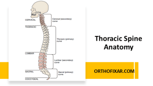 Thoracic Spine Anatomy – A 12-Vertebrae Column