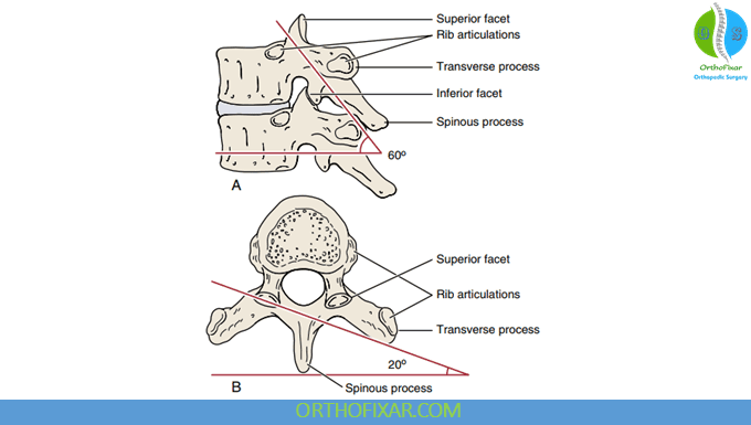Thoracic vertebra anatomy
