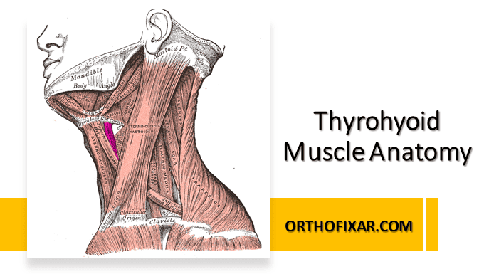 Thyrohyoid Muscle Anatomy | OrthoFixar 2025