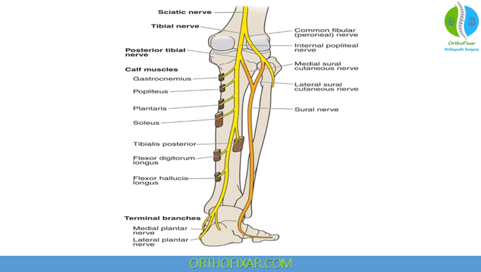 Tibial Nerve Anatomy 1 Tibial Nerve branches
