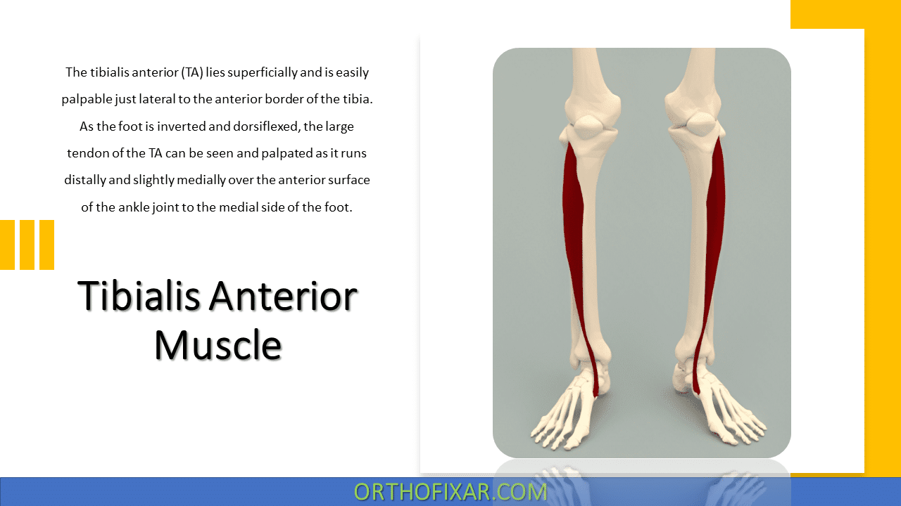  Tibialis Anterior Muscle 