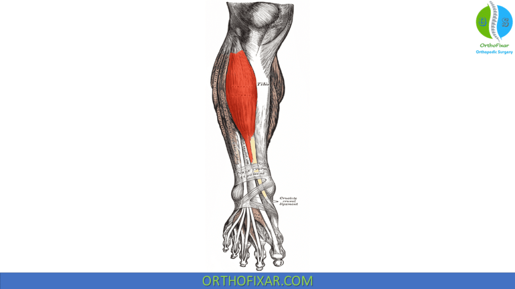 Tibialis Anterior Muscle | OrthoFixar 2024