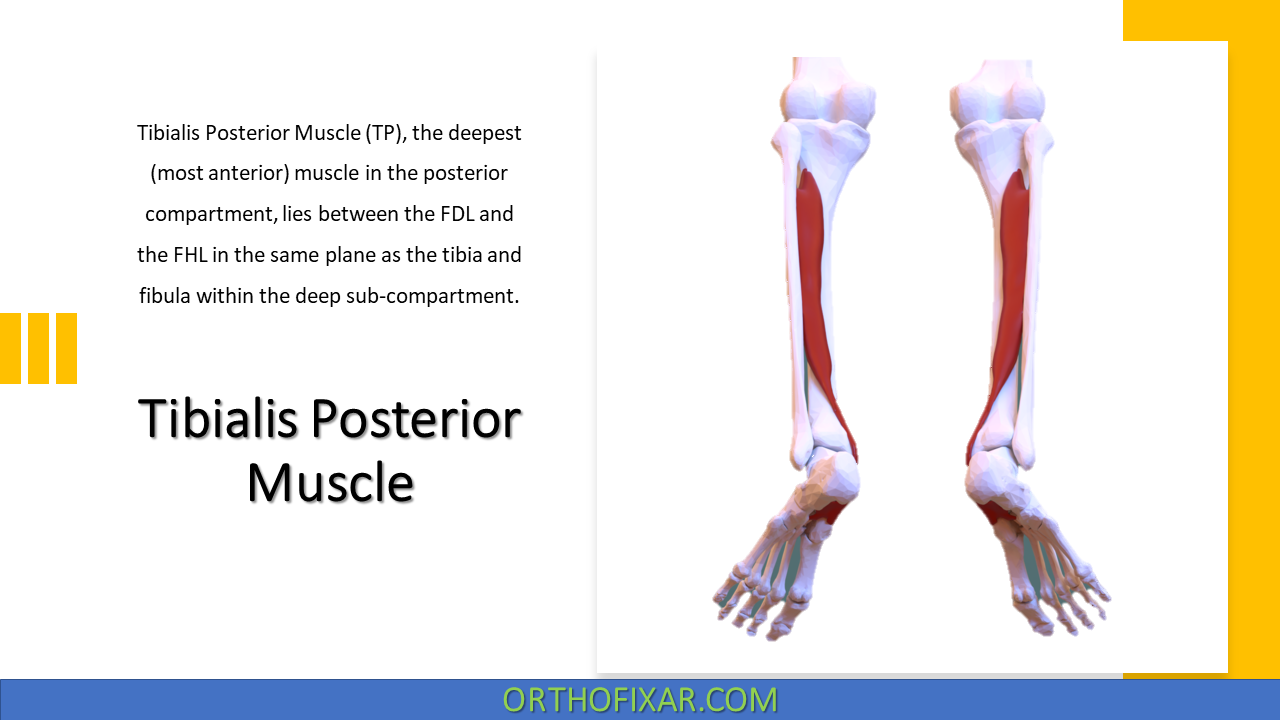  Tibialis Posterior Muscle 