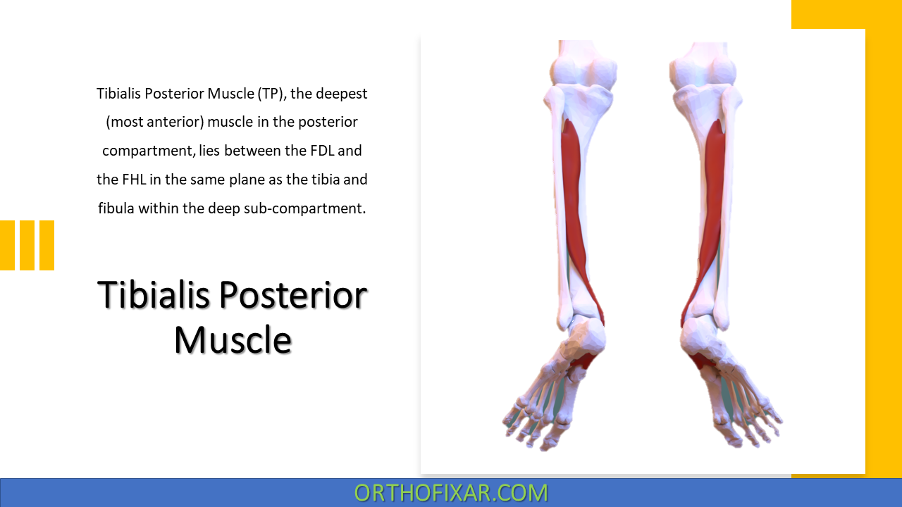 Origin Of Tibialis Posterior M Origin Of Tibialis Posterior M