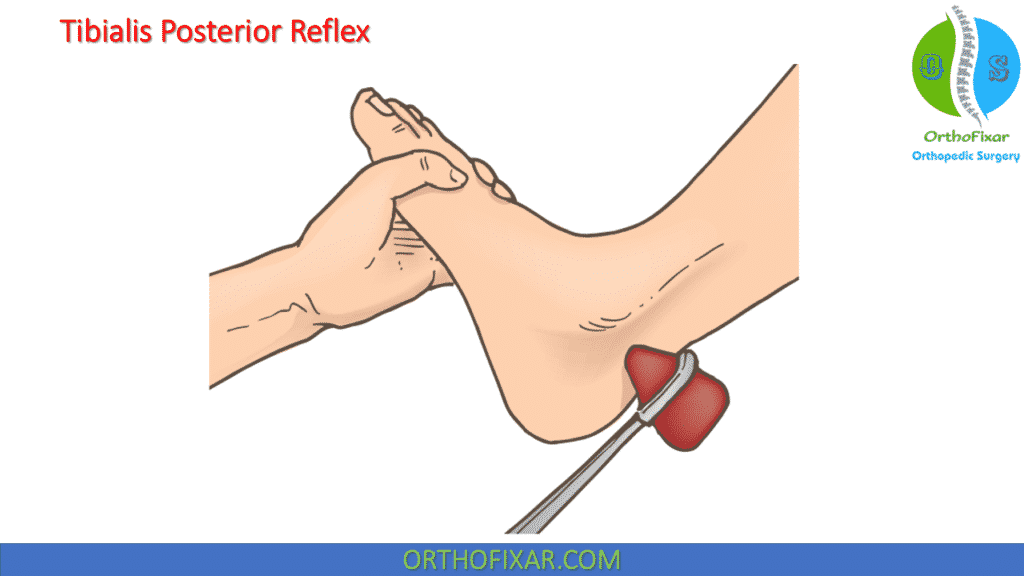 Tibialis Posterior Reflex