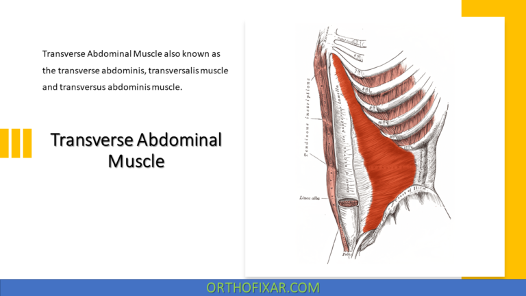 Transverse Abdominal Muscle