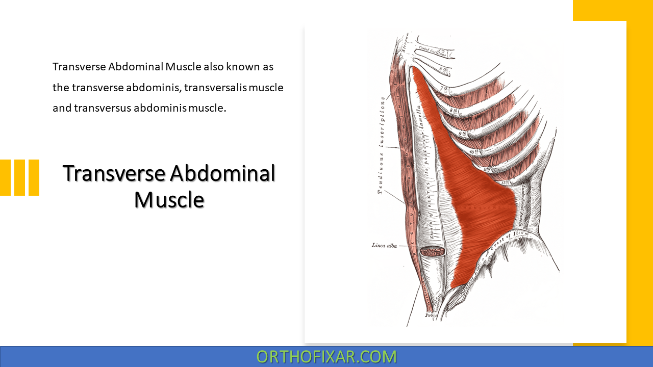  Transverse Abdominal Muscle 