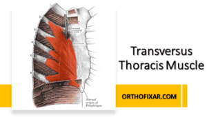 Transversus Thoracis Muscle Anatomy