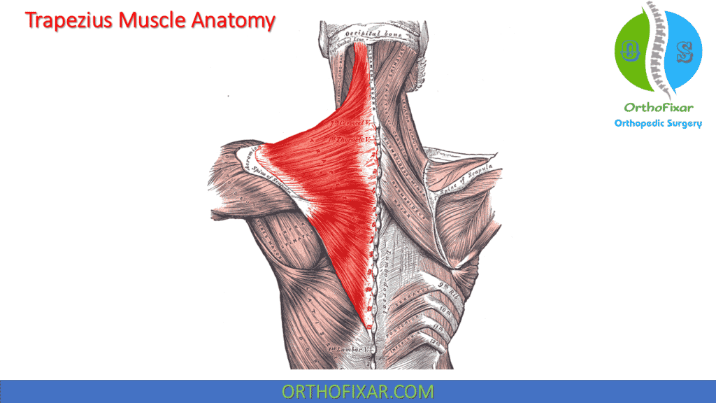 Trapezius Muscle Anatomy