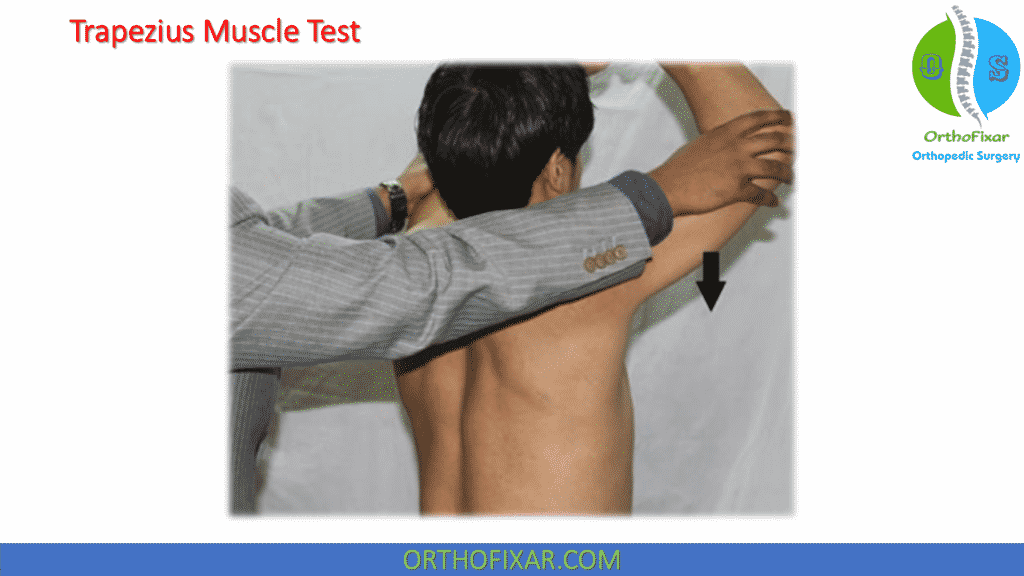 Trapezius Muscle Test