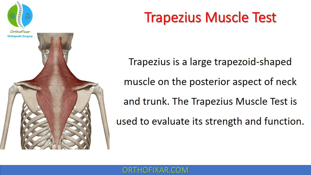 Trapezius Muscle Test