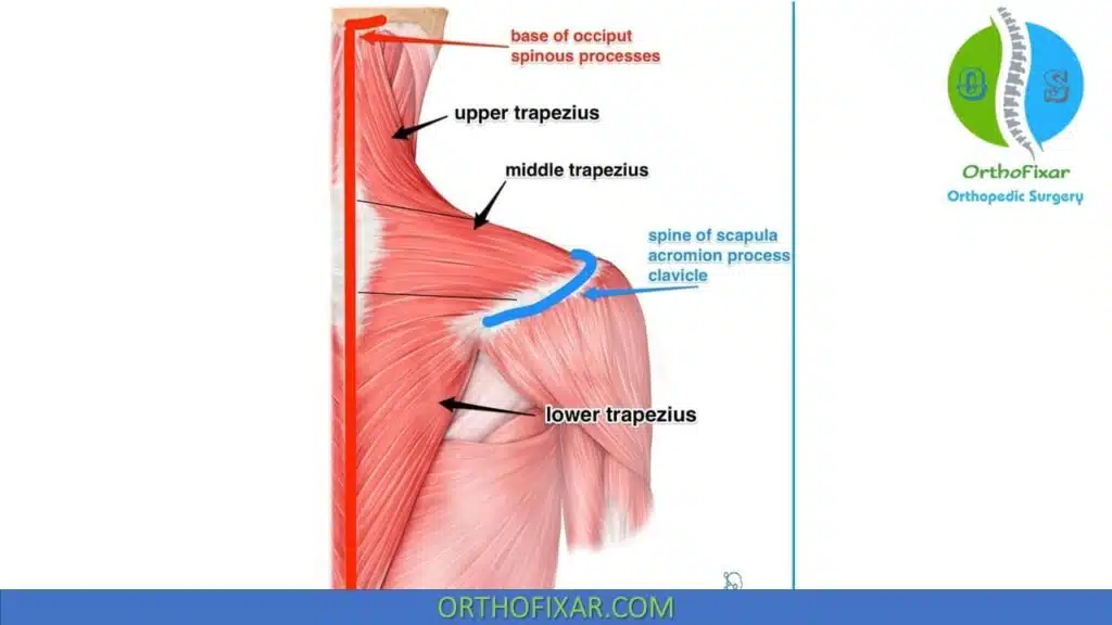 Scapular Winging Test 6 Trapezius muscle anatomy