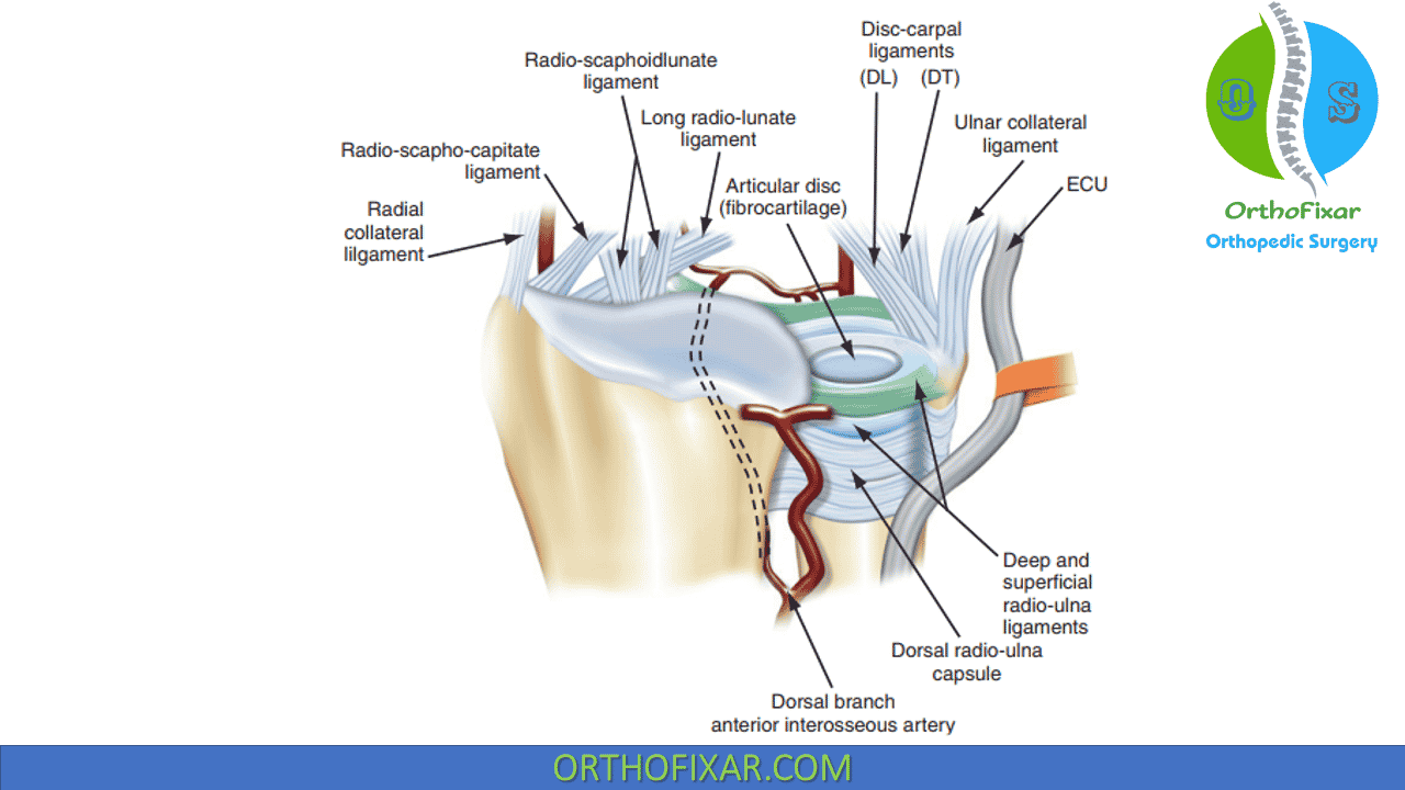 fibrocartilage diagram