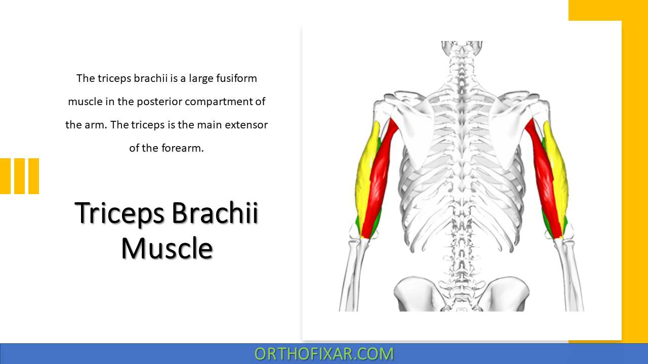 Anatomy, Shoulder and Upper Limb, Triceps Muscle - StatPearls