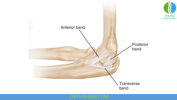 UCL Injury of the Elbow: Symptoms, Treatment & Recovery 5 UCL of the Elbow