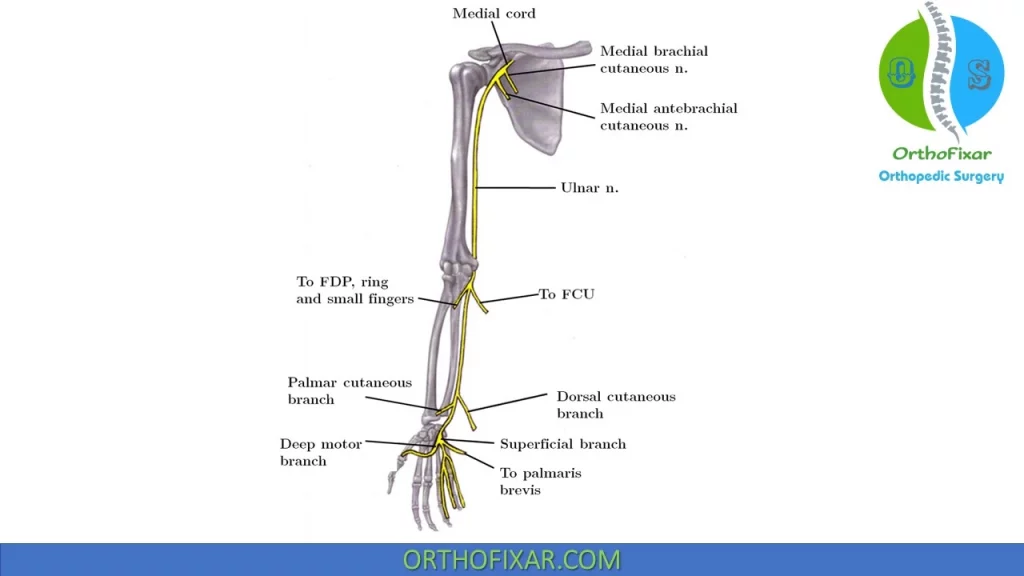 Ulnar Nerve Anatomy