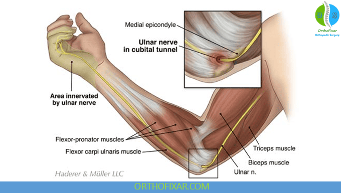 Ulnar Nerve Anatomy & Function 2 Ulnar Nerve elbow