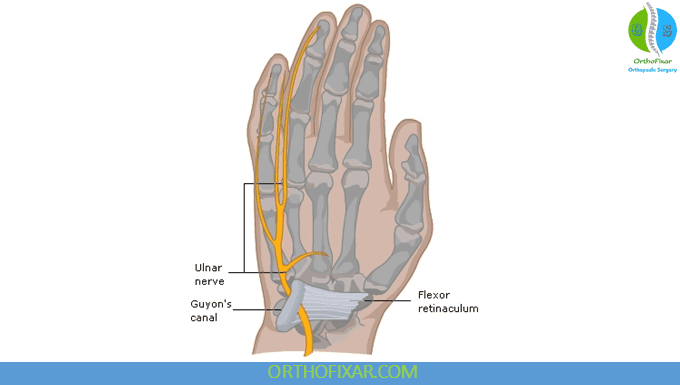 Ulnar Nerve Anatomy & Function 3 Ulnar Nerve wrist