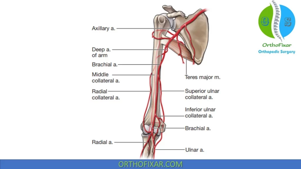 Vascular supply of the elbow