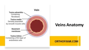 Veins Anatomy