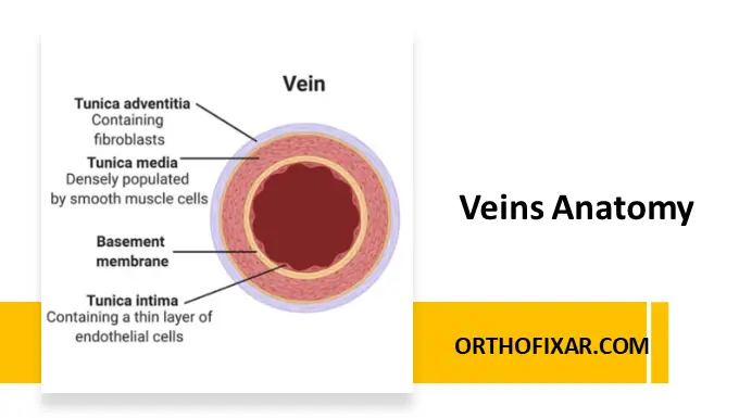 Veins Anatomy