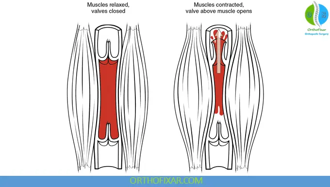 Venous Valves and the Calf Muscle Pump