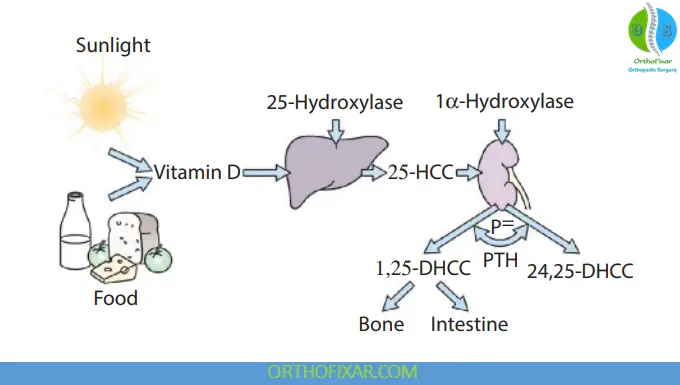 Vitamin D metabolism