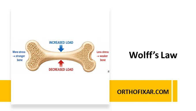 Wolff’s Law Definition, Principles, Clinical Applications