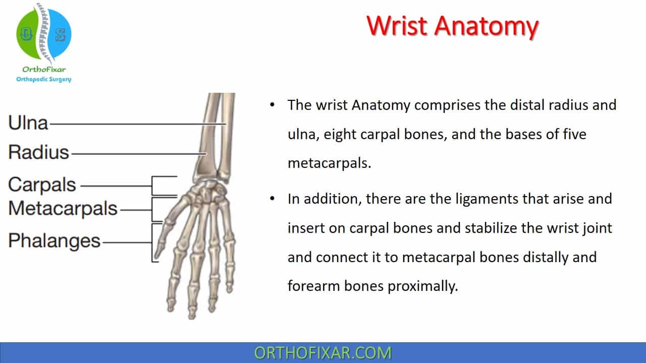  Wrist Anatomy 