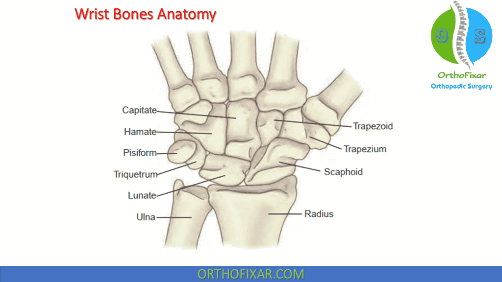 Wrist Bones Anatomy