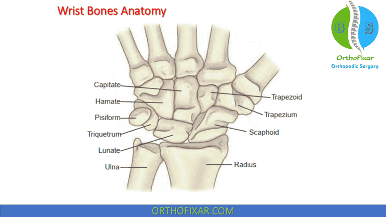 Complete Guide To Wrist Anatomy: Bones, Ligaments, & Joints