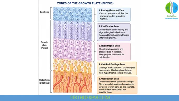 Endochondral Ossification Stages, Growth Plate Zones & Clinical Importance 6 Zones of the Growth Plate