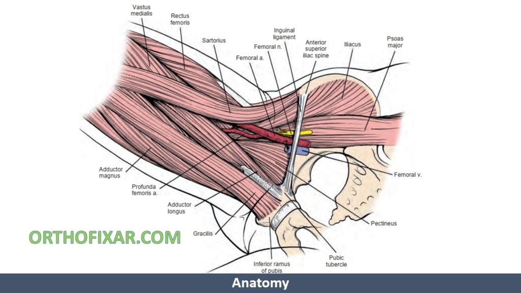 medial approach to hip joint anatomy