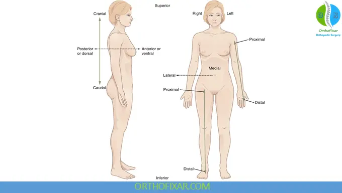 Basic Anatomical Terminology 7 anatomy terminology