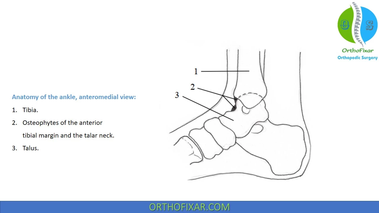 ankle bony anatomy