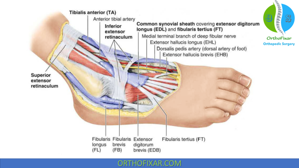 Extensor Retinaculum Of Leg